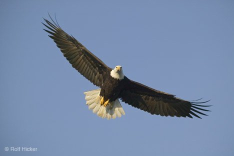 Fliegen Wie Ein Adler Weisskopfseeadler Alaska USA