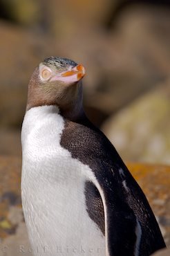 Pinguin Neuseeland Portrait Bild