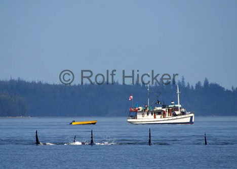 Whale Watching Blue Fjord