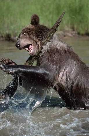 Baer Grizzly Wasser Bild