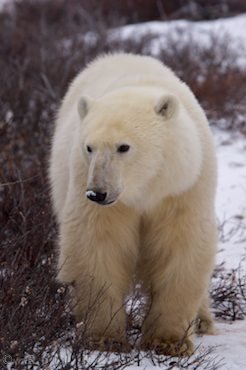 Bedrohte Tiere Eisbären Bild Klimawandel