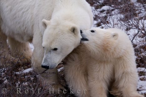 Bild Tiere Eisbärenbaby Mit Mutter
