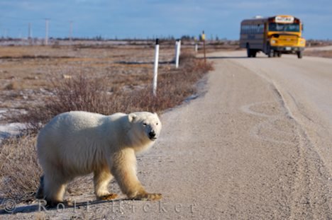 Eisbär Bus Straße Churchill