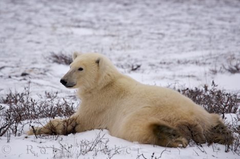 Eisbaer Bauchlage Churchill Wildlife Management Area Manitoba Kanada