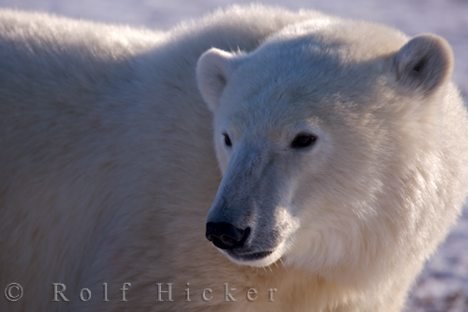 Eisbaer Meeressaeugetier Churchill Manitoba Kanada