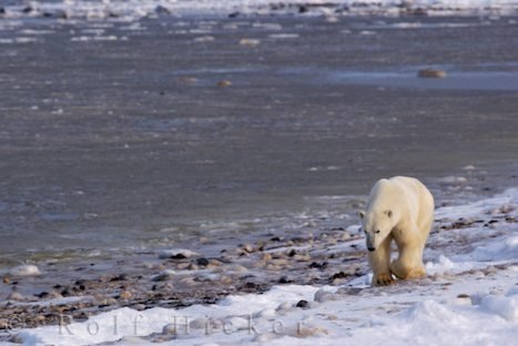 Eisbaer Nahrungssuche Vereiste Kueste Hudson Bay Kanada