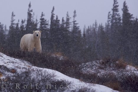 Eisbaer Polarbaer Schnee Hudson Bay Manitoba Kanada