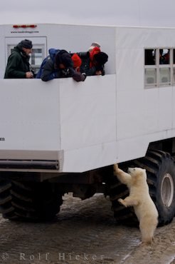 Tierwelt Erkundung Eisbaeren Beobachtungstouren Manitoba Kanada