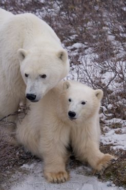 Eisbären Mutter Mit Eisbärenbaby Tierfotografie