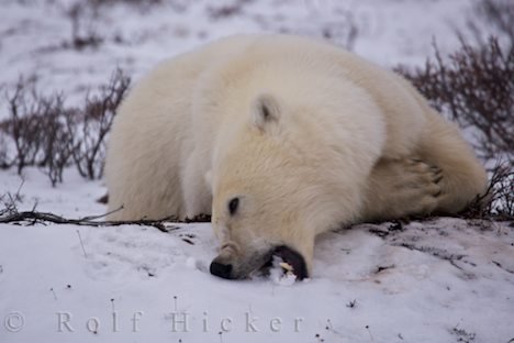 Fototipps Arktis Eisbär Im Schnee