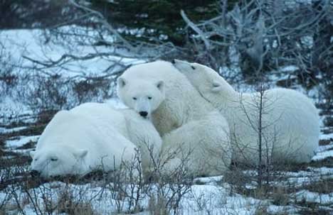 Eisbaer Familie