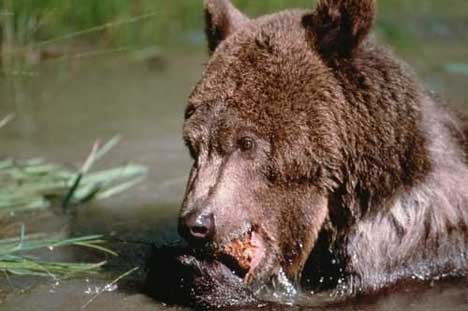 Grizzlybaer Beim Baden Nordamerika