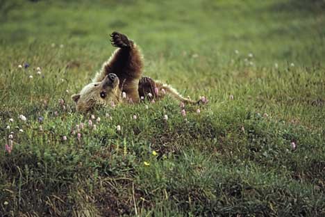 Grizzlybaer In Blumenwiese