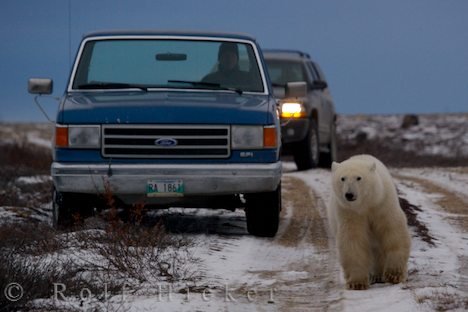 Kanada Reise Eisbär Strasse