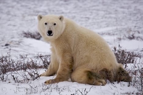 Kuscheliger Eisbär Abenteuer Urlaub Reisebild