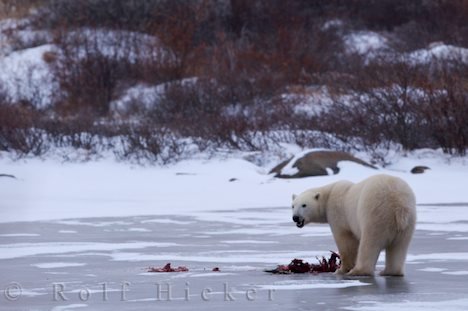 Landraubtier Eisbär Beute Manitoba