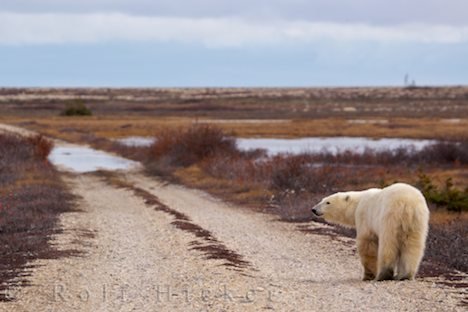Natur Manitoba Bilder Eisbären