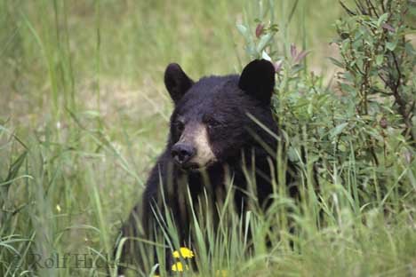 Niedlicher Schwarzbär Bärenbaby