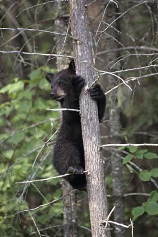 Niedliches Tierbild Baer Ursus Americanus