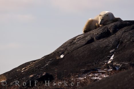 Rastender Eisbaer Auf Einem Felsen Churchill Manitoba Kanada