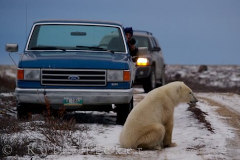 Reisebilder Kanada Eisbär Bild