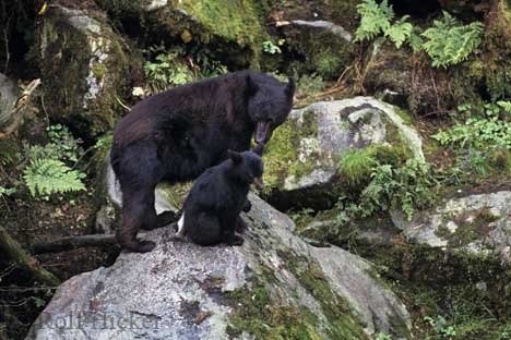 Schwarzbären Bärenbaby Mit Mutter Kanada