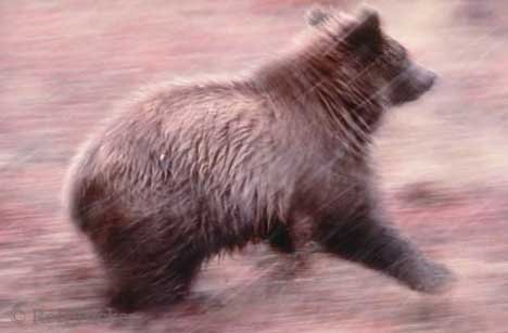 Tiere Grizzlybaer