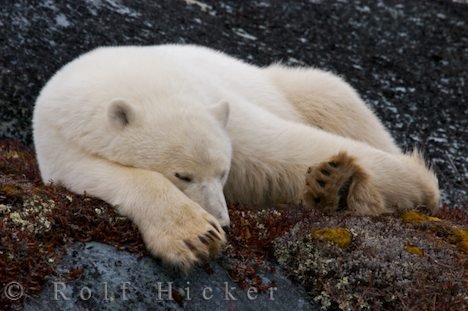 Ursus Maritimus Schlafender Eisbär