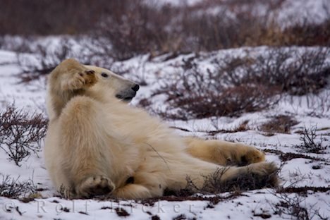 Ursus Maritimus Entspannung Eisbär