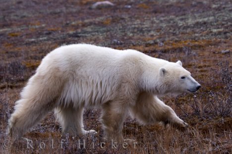 Vom Aussterben Bedroht Eisbär