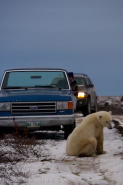 Wildnis Abenteuer Eisbärenbild