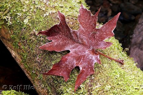 Ahornblatt Herbst Moos