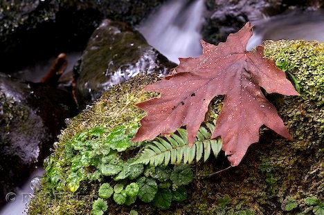 Ahornblatt Im Herbst