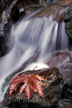 Ahornblatt Wasser Herbst