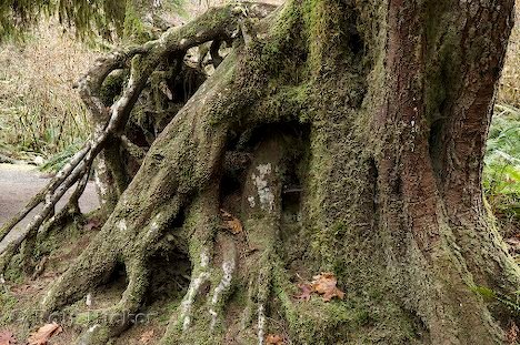 Baumwurzel Alter Baum