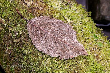 Herbst Herbstlaub Moos