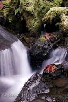 Herbstbild Wasserlauf Regenwald