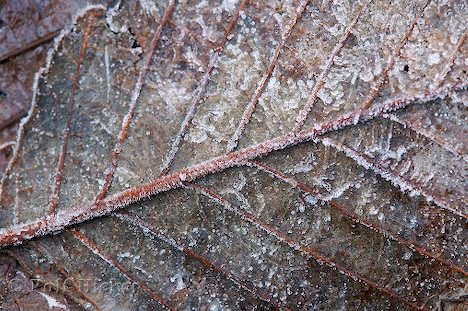 Herbstblatt Frost