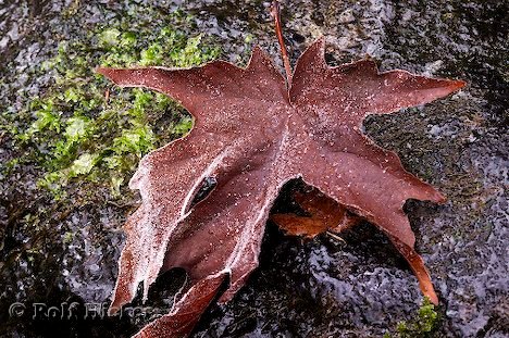 Herbstlaub Ahornblatt