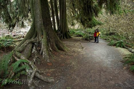 Hoh Rain Forest Paar