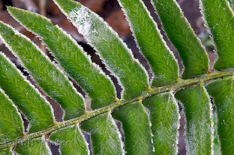 Polystichum Munitum Frost