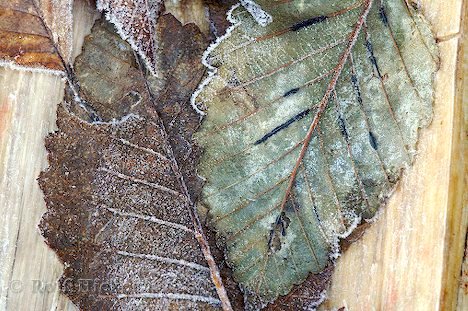 Red Alder Herbstblaetter