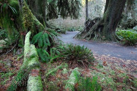 Wandern Wege Regenwald