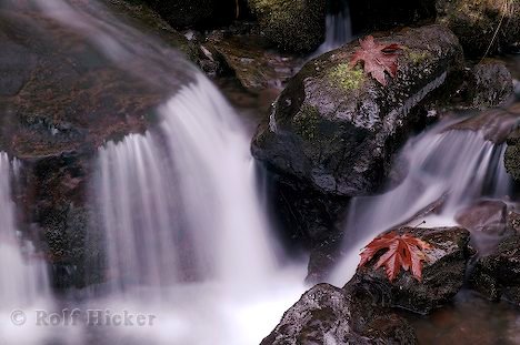 Wasser Bild Herbstblatt
