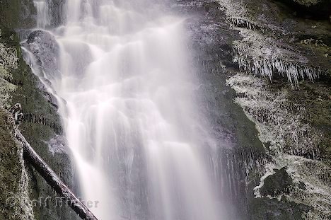 Reines Wasser Regenwald