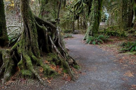 Wege Regenwald