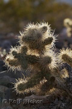 Feigenkaktus Death Valley