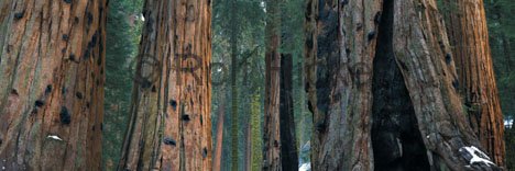 Gedichte Baeume Sequoia
