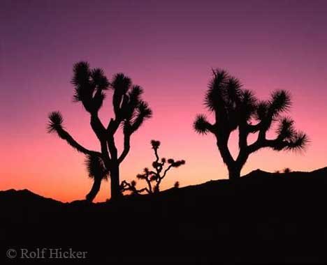 Joshua Tree Kalifornien