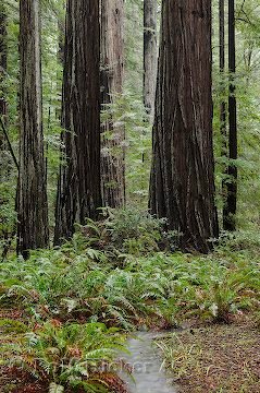 Baumgedicht Gedichte Redwoods